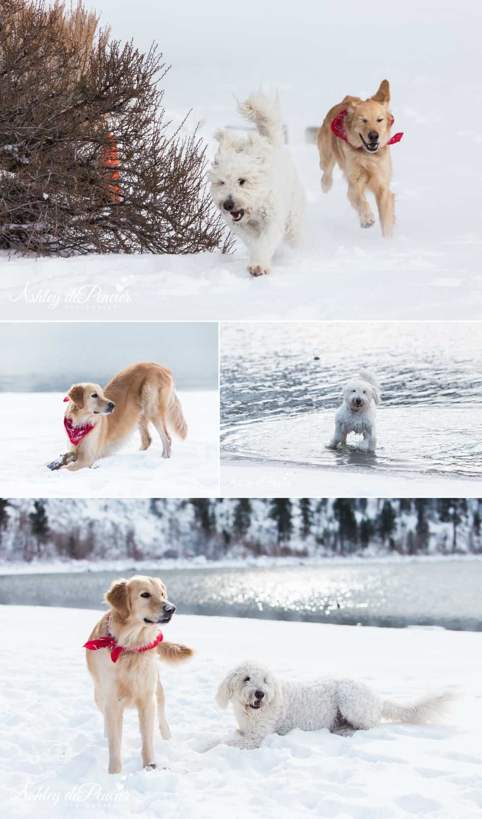 June Lake Engagement Session 10