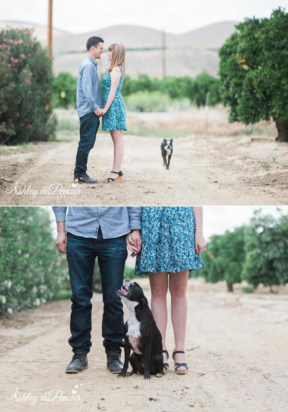 Engagement portraits taken in Orange Grove, California