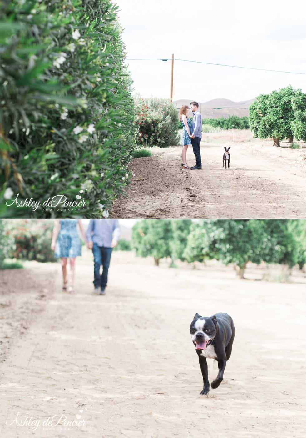 engagement portraits taken with a dog